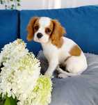 Cavalier King Charles Spaniel cudowny piesek blenheim Eddie