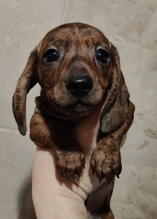 Мініатюрні тигрові цуценята такси з родовідом