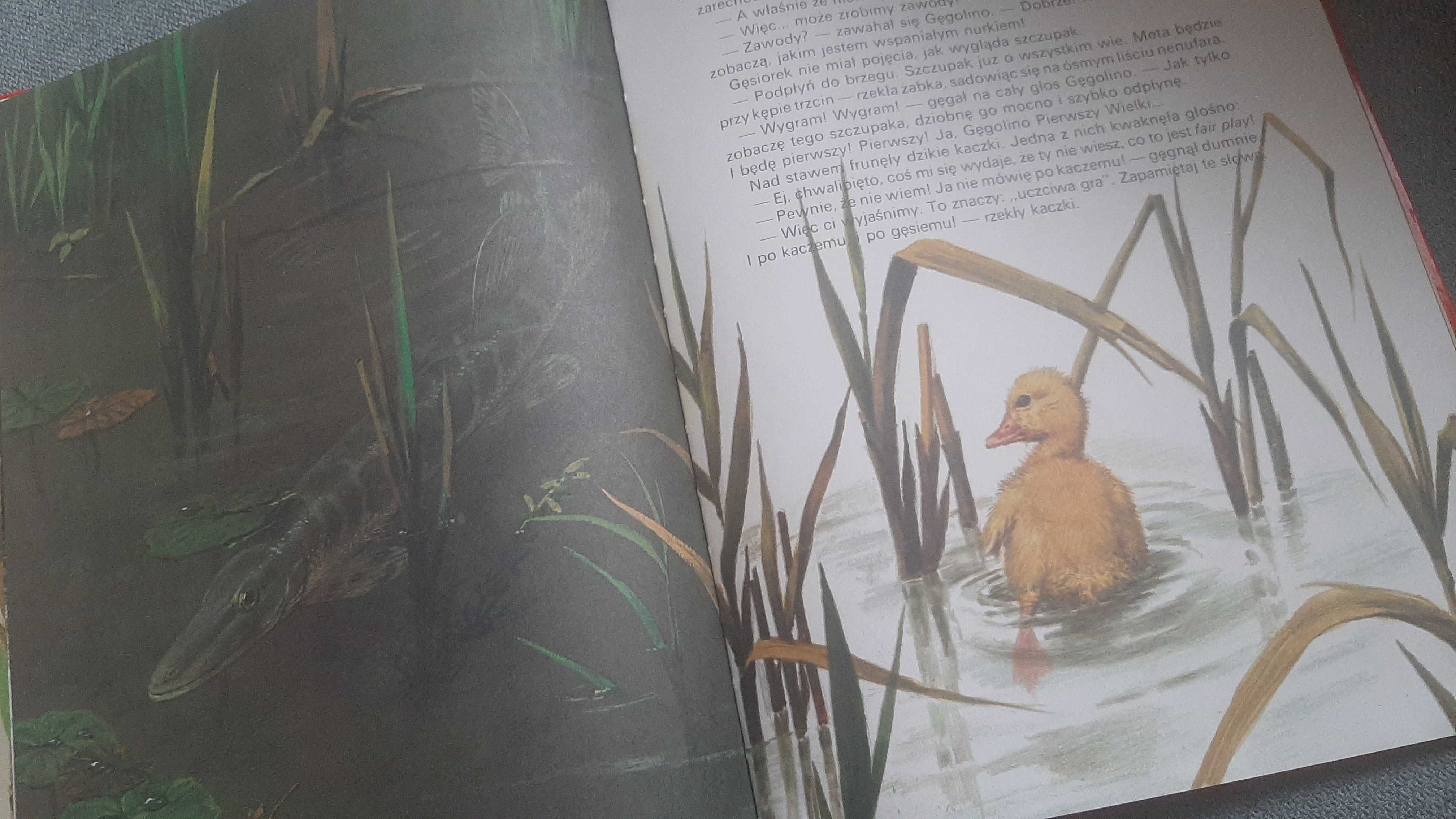 Wiernuś szuka przyjaciela Siewak-Sojka Bajki opowieści o zwierzątkach