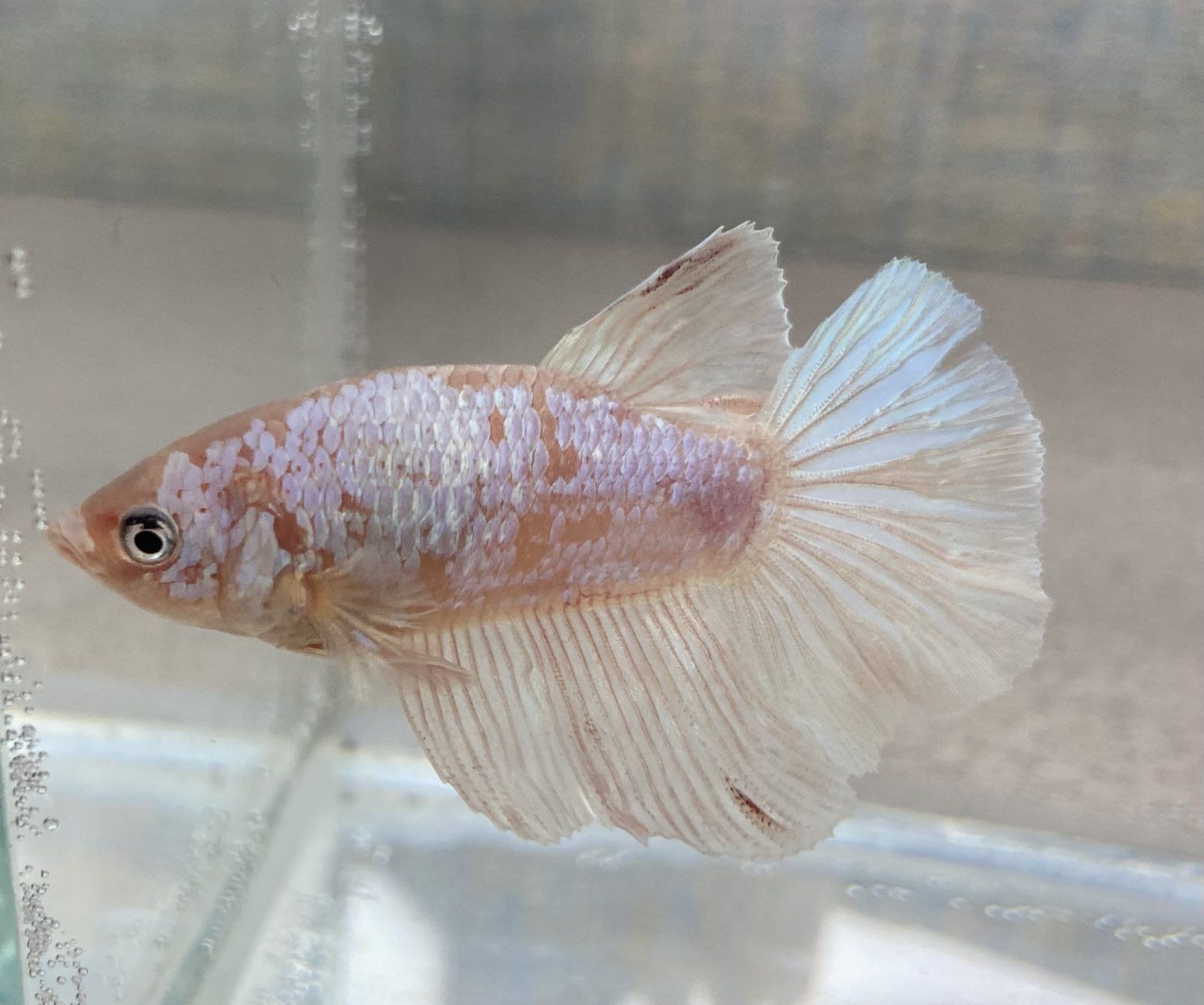 Рыбка петушок. Betta splendens. Рибка півник