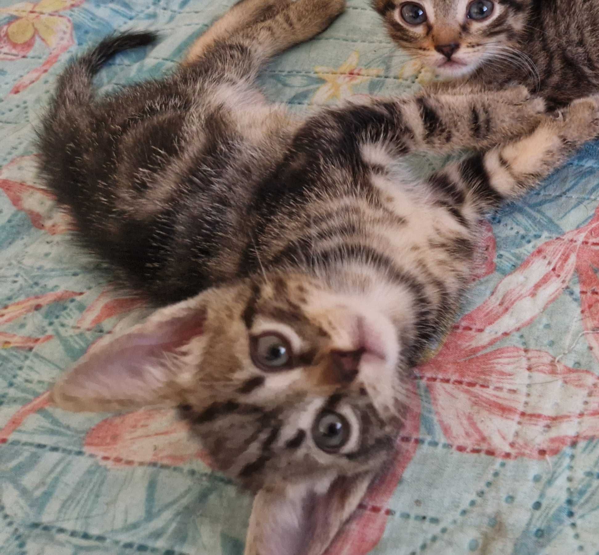 Dou gatinho bebé macho faz 2 meses dia 20