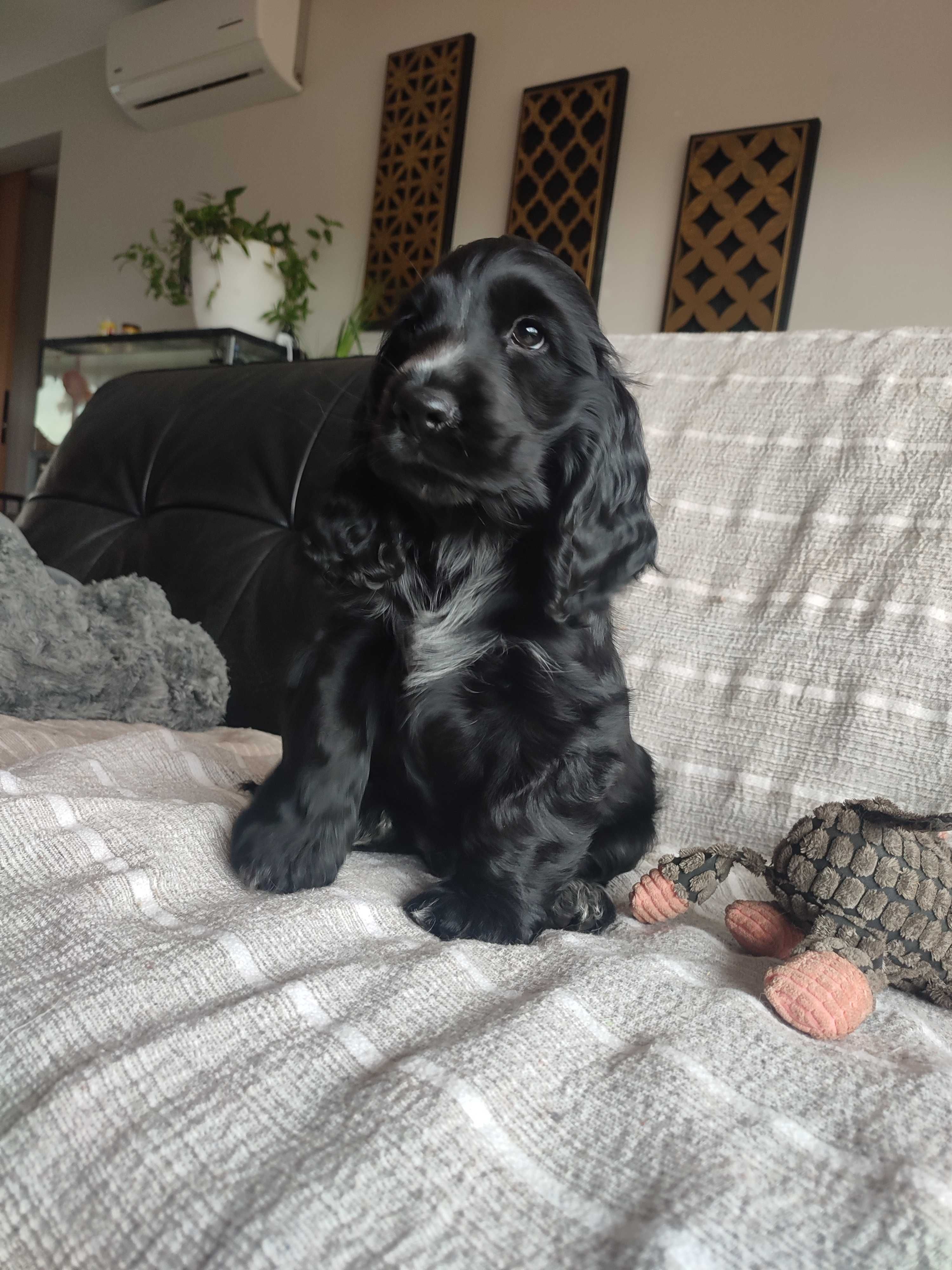 Cocker spaniel preto macho