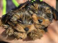Yorkshire terrier