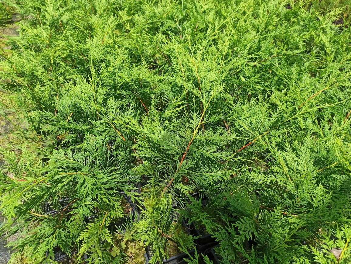 Cedros cupressus leylandii