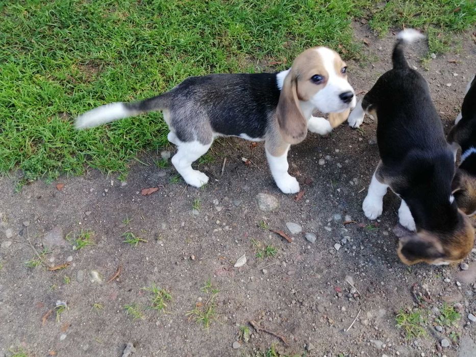 Beagle tricolor szczeniak