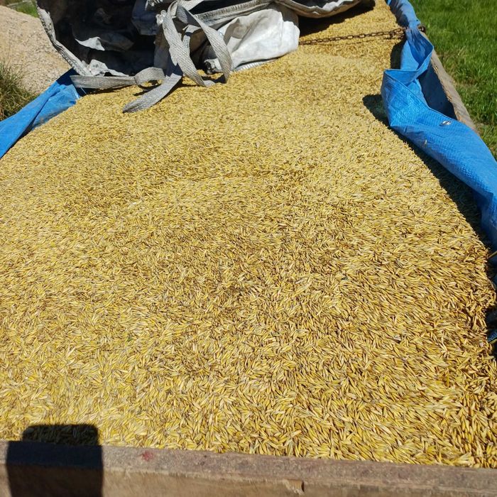 Owies bingo  po centrali 2025