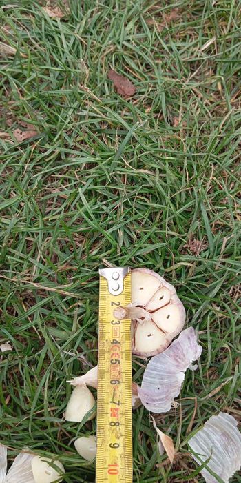 Продам часник Любаша !