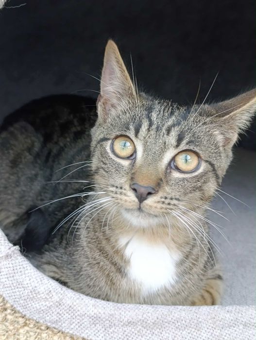 Ptyś - słodziak do adopcji