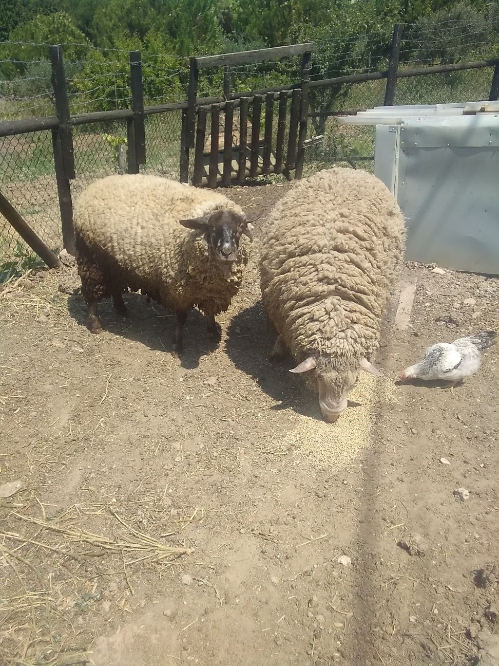 Casal de ovelhas com 3 anos