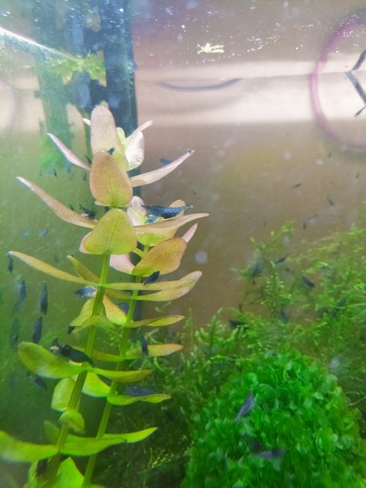 Wgłębka ,Pelia wątrobowiec, Bacopa caroliniana i Moczarka kanadyjska