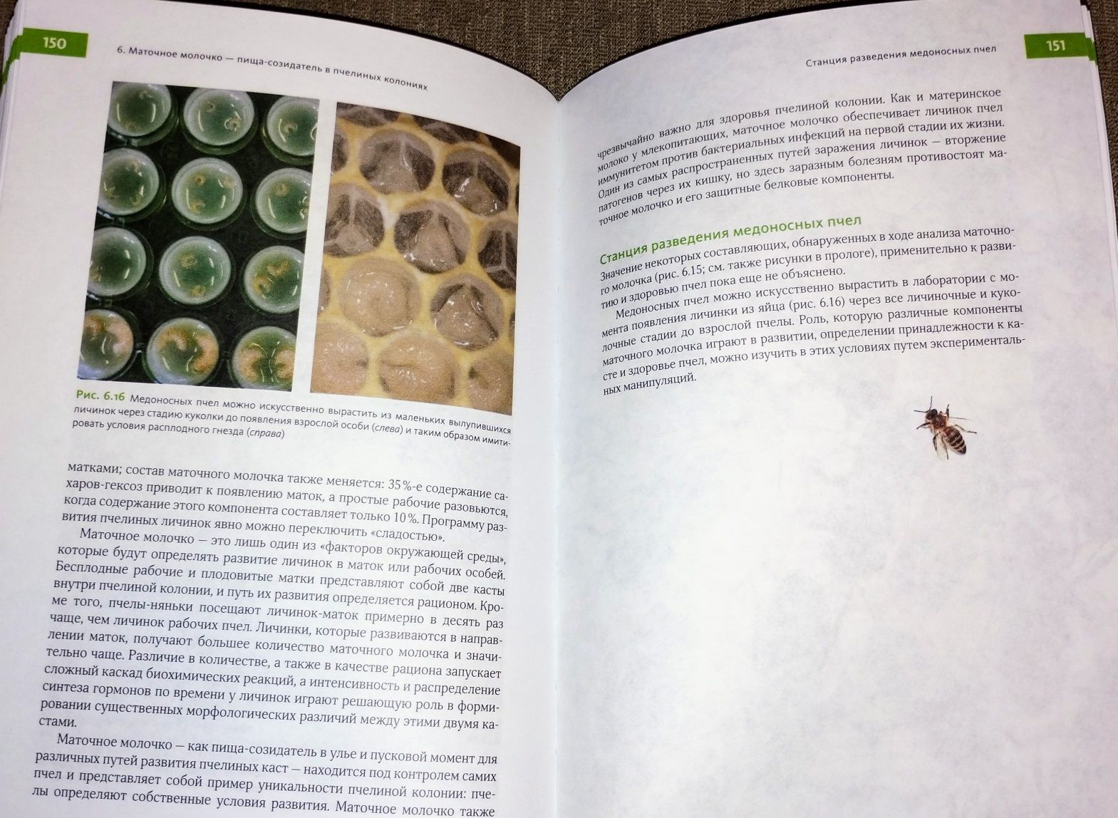 Биология суперорганизма: Феномен медоносной пчелы (+цв. иллюстрации)