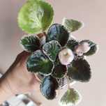 Fiołek variegata