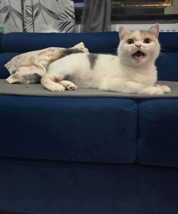 Kotka Pohodowlana Tri Color  z tytułem Champion