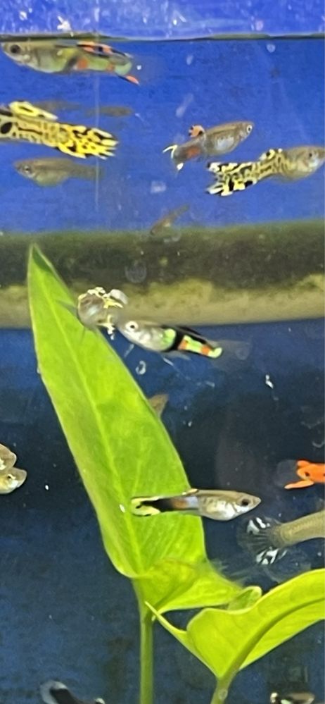 Guppys para venda