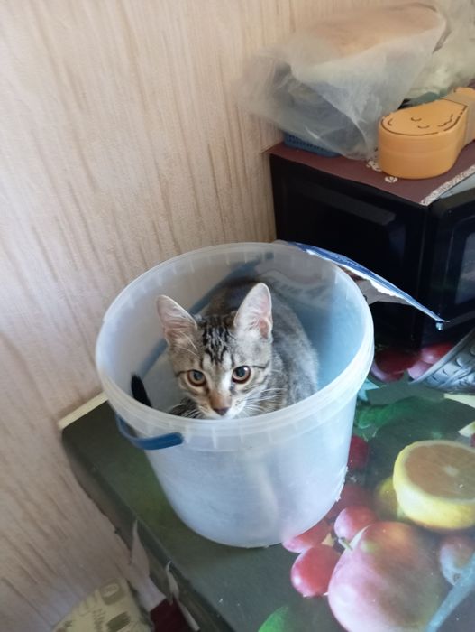 Отдам котиков в добрые и заботливые руки