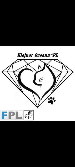 Kot Brytyjski FPL