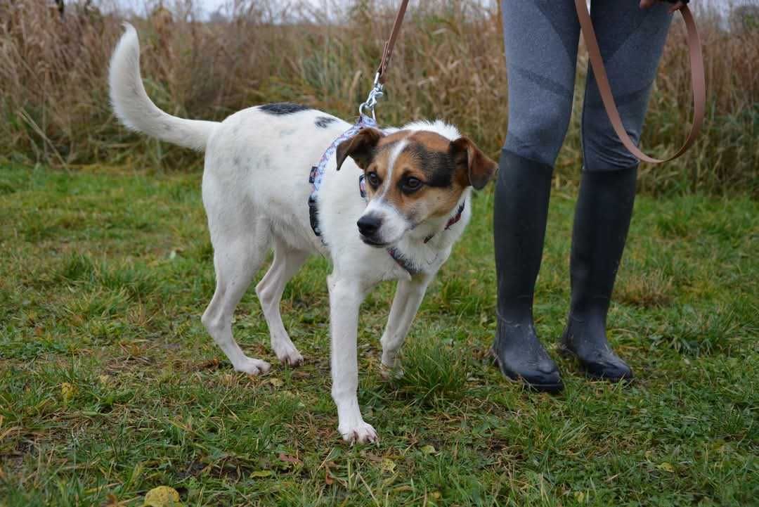 Brodi - uroczy psiak ADOPCJA