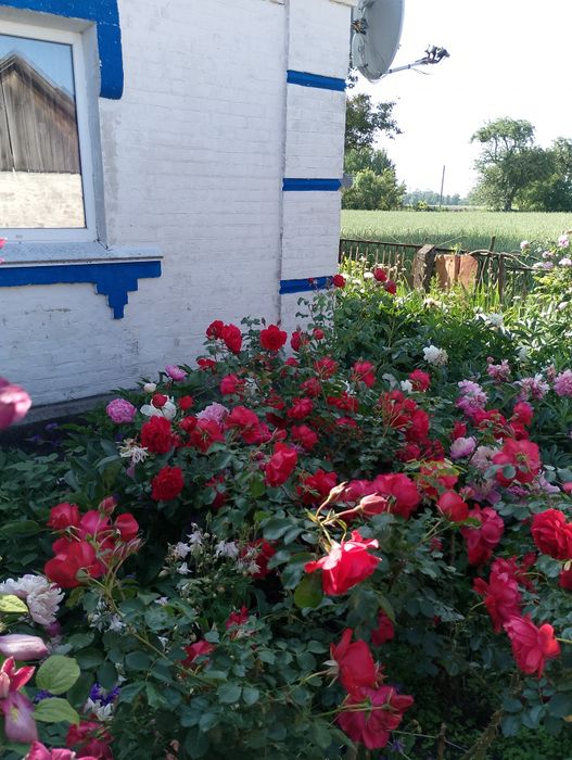 Продаж будинку с.Химрич Романівського р-ну Житомирської області