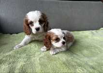Piesek Cavalier king