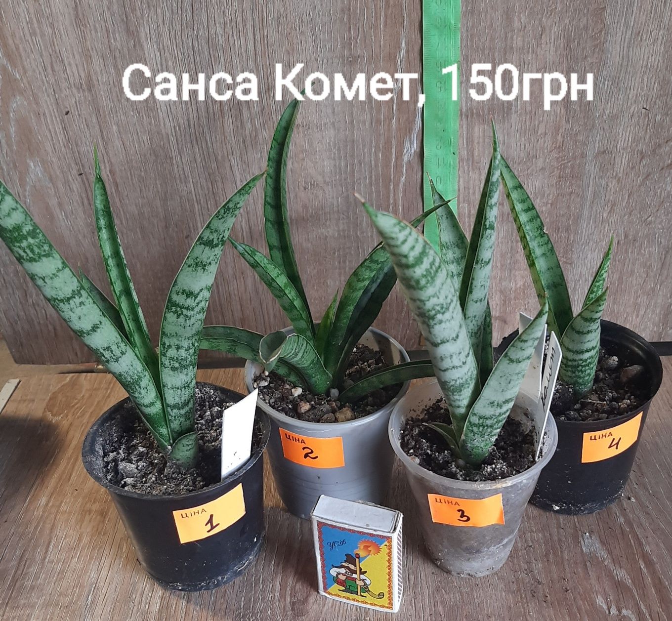 Продам сортові домашні сансівіерії