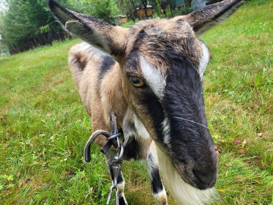 Sprzedam koze wydokomleczna koza