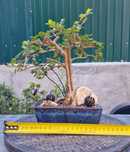 Bonsai Ulmeiro chines