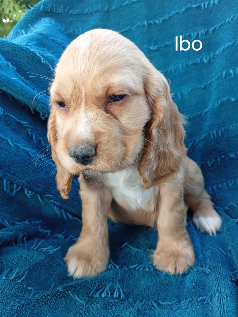 Cocker Spaniel angielski