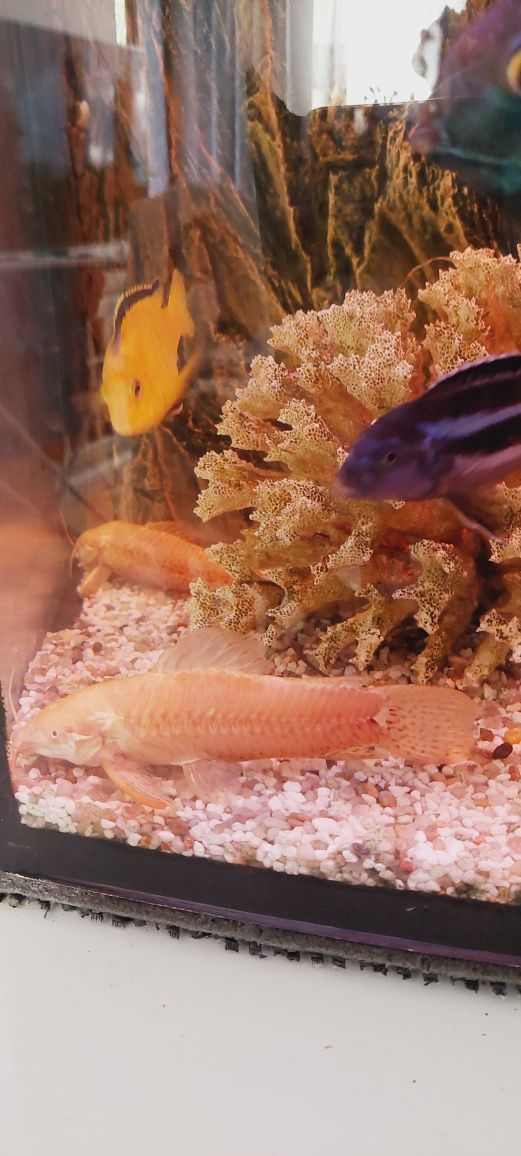 sum kirys czrnoplamy albinos dorosłe osobniki