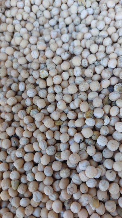 Продам горох (в мішках по 50 кг). Вариться швидко