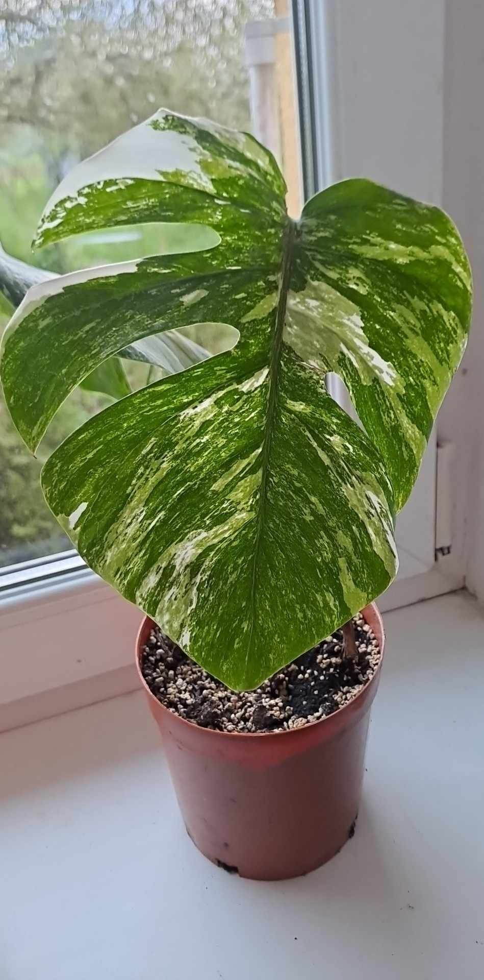 Monstera Varigara