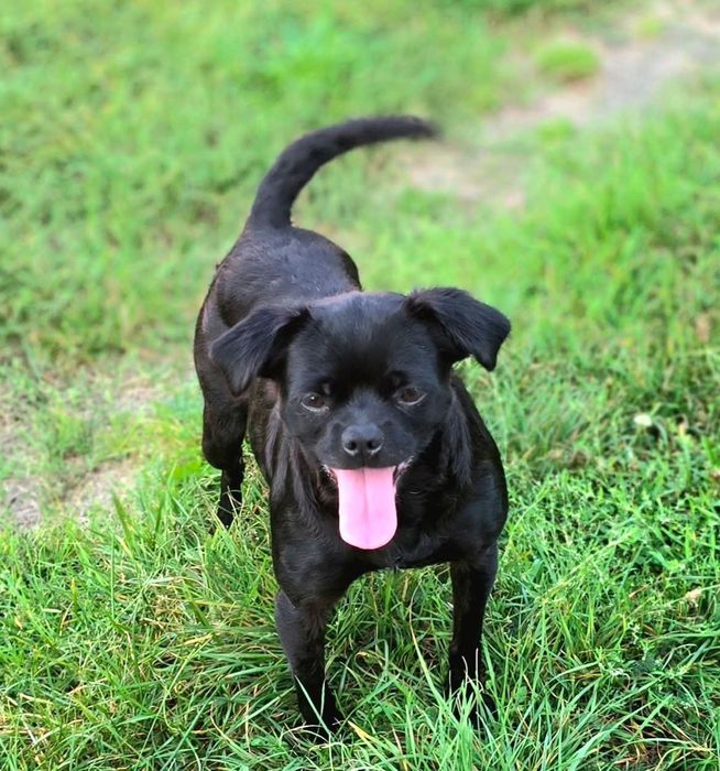 Czarna sunia do adopcji