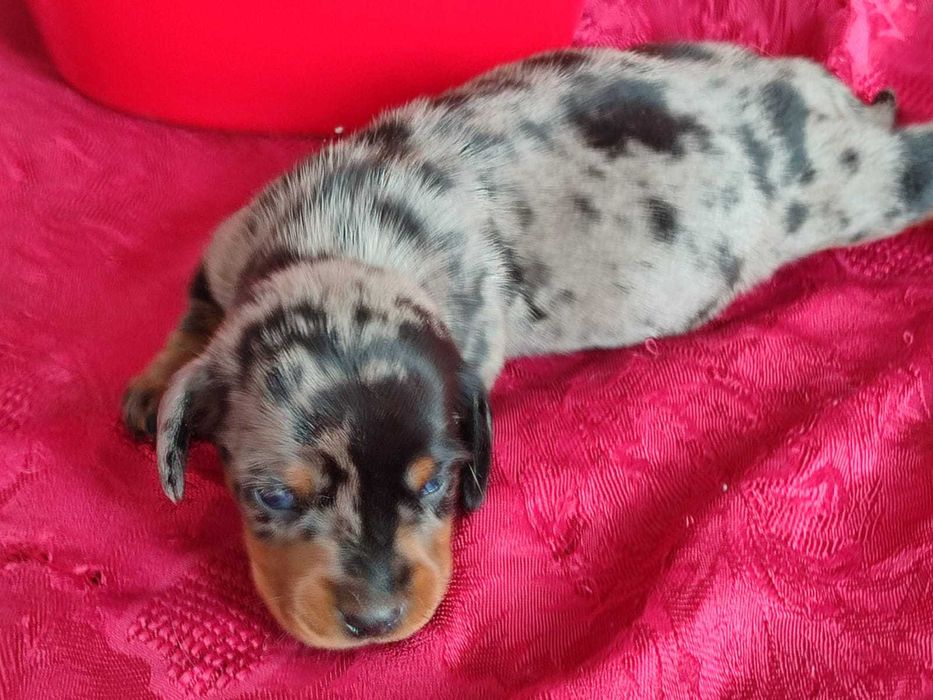 Teckel Caninchen miniatura azul arlequim