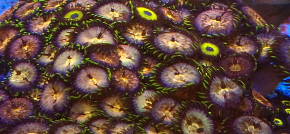 Zoanthus koralowiec morski szczepki