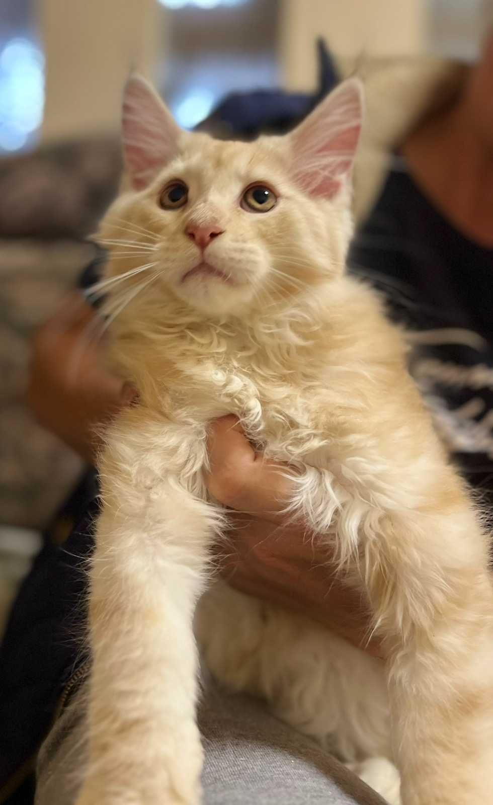 Котята.  Мейн кун