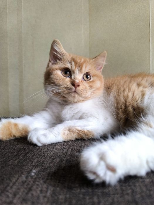 Kot Brytyjski kocur FPL opcja hodowlana