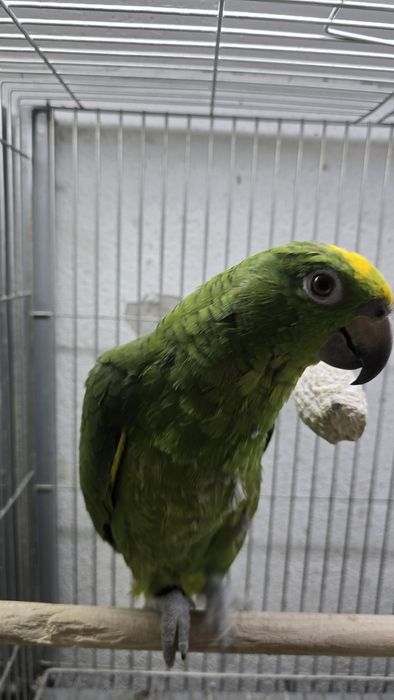 Papagaio Ocrocefalo