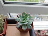 Ехеверія, суккуленти, суккуленты, эхеверия, echeveria