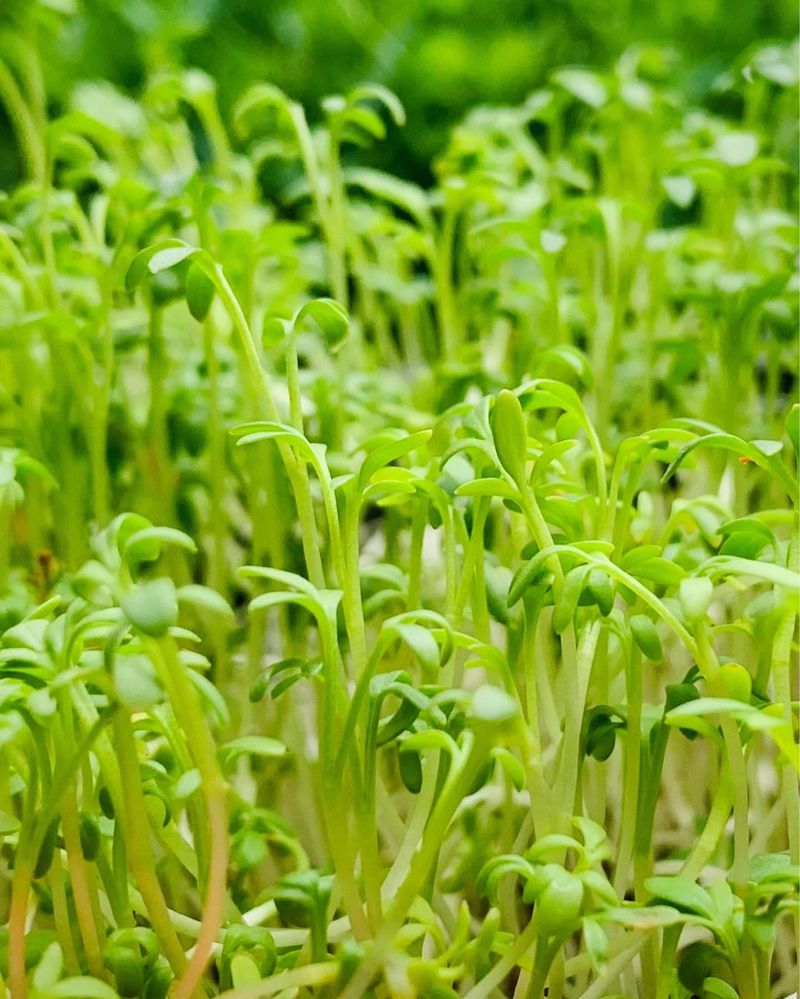 МІКРОЗЕЛЕНЬ Набір мікрозелені / мікрогрін для вирощування
