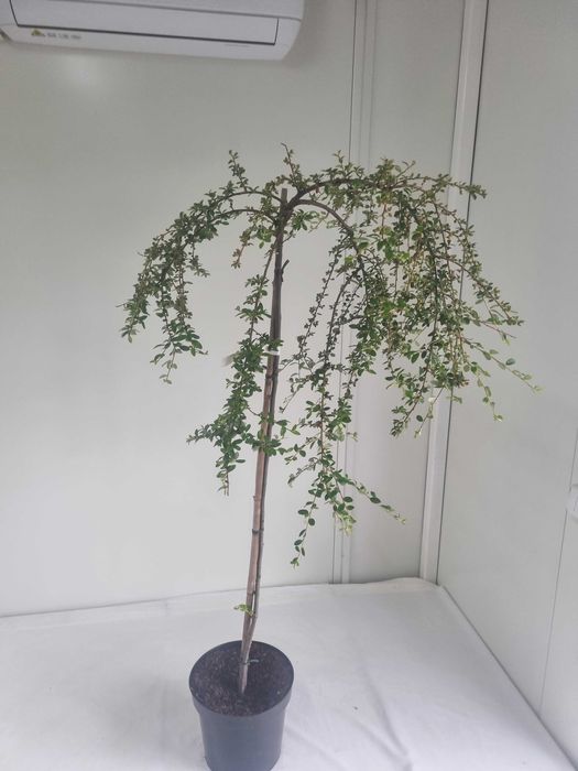 Irga szczepiona na pniu Gęsty Krzew Formowany, Wys. 160 cm, 5L