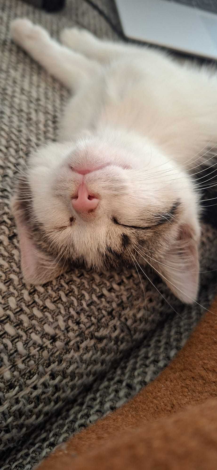Kicia do adopcji (możliwość dowozu)