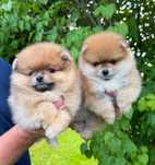 Szpic miniaturowy Pomeranian Orange Suczka Zkwp FCI XXS