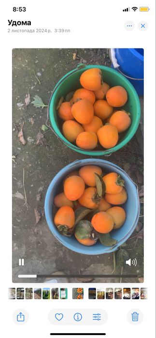 Черенки живці хурми 5 сортів