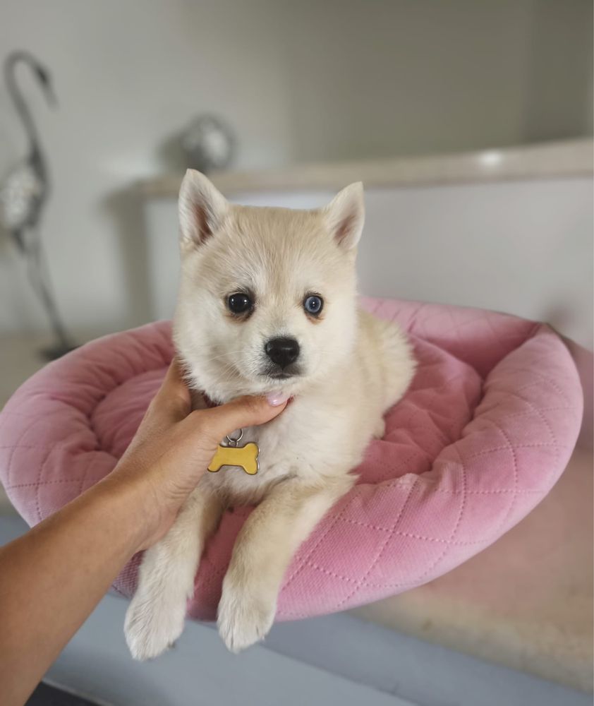 Suczka Pomsky (Mini Husky)