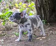 Buldog Francuski chłopczyk  merle
