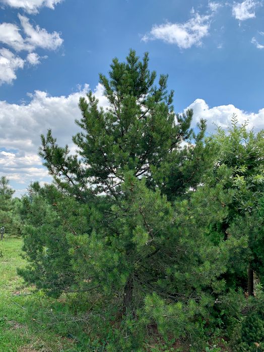 Сосна Банкса (Pinus Banksiana)