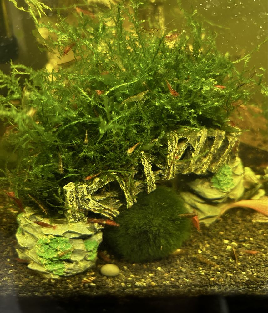 Krewetki RED Cherry