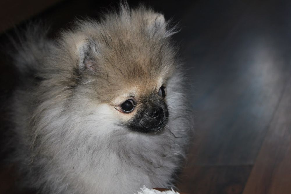 Miniaturowy szpic pomorski