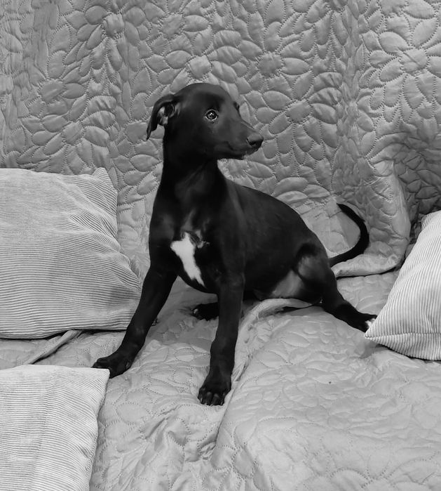 Chart angielski whippet-parka