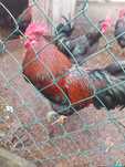 Młode koguty, mix araukan, tęczanka, australorp