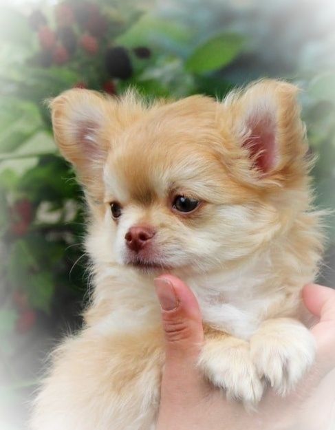 Chihuahua długowłosy śliczny piesek FCI